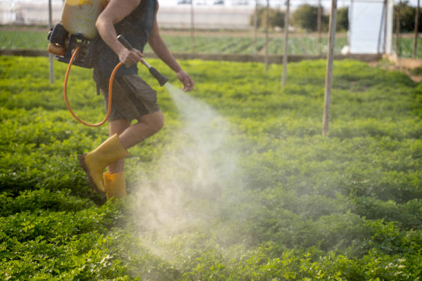 Best Wasp Removal Services  in Lone Tree, IA