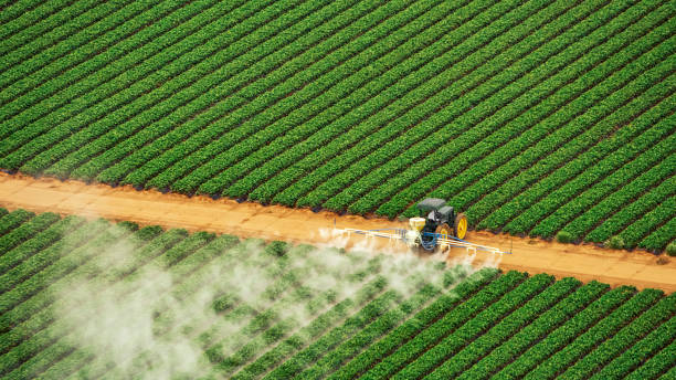 Best Pest Prevention Services  in Lone Tree, IA