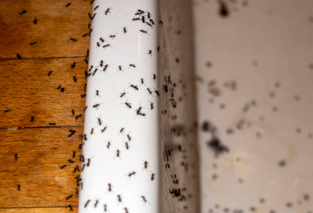 Best Termite Control Services  in Lone Tree, IA